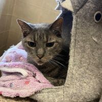 Why Sponsor A Pet? - Loving pet