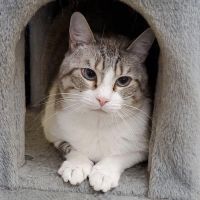 Why Sponsor A Pet? - Loving pet