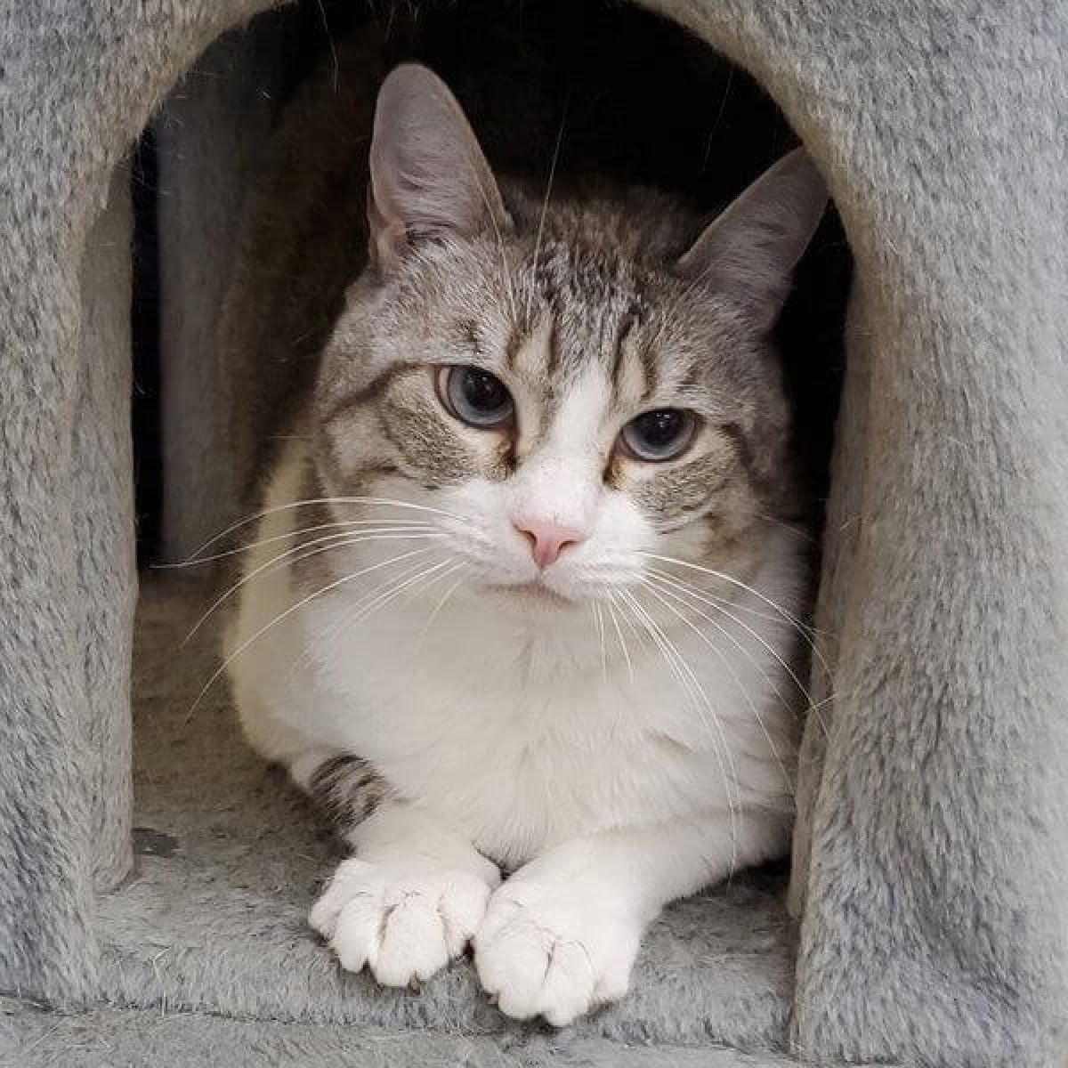 %!s(<nil>) Lizzie Banner Background Image