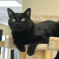 Why Sponsor A Pet? - Loving pet