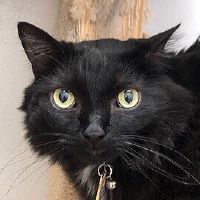 Why Sponsor A Pet? - Loving pet