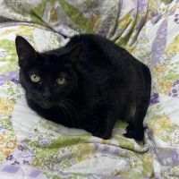 Why Sponsor A Pet? - Loving pet