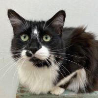 Why Sponsor A Pet? - Loving pet