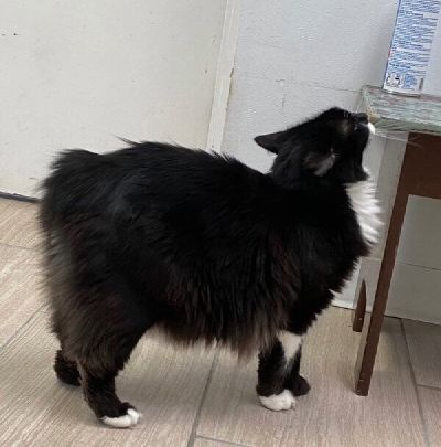 Cute Manx Freeman-Fritts Pet photo