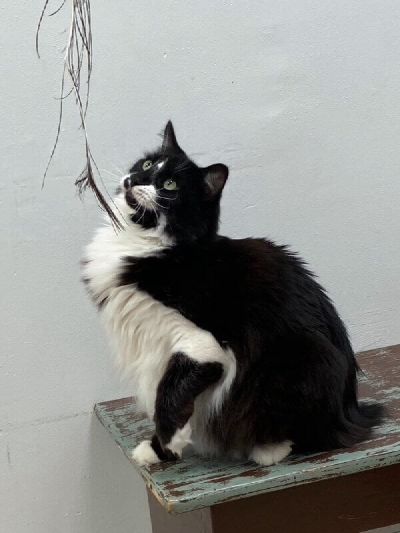 Loves his people Freeman-Fritts Pet photo