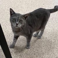 Why Sponsor A Pet? - Loving pet