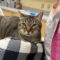 Why Sponsor A Pet? - Loving pet