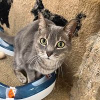 Why Sponsor A Pet? - Loving pet