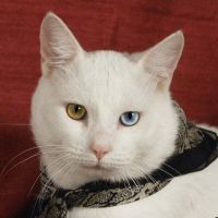 Why Sponsor A Pet? - Loving pet