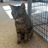 Why Sponsor A Pet? - Loving pet