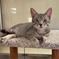 Why Sponsor A Pet? - Loving pet