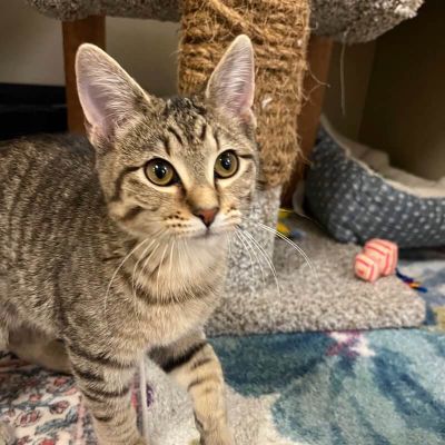 Sweet girl, Emmy Freeman-Fritts Pet photo