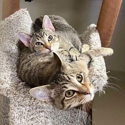 Max & Emmy Freeman-Fritts Pet photo