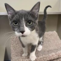 Why Sponsor A Pet? - Loving pet