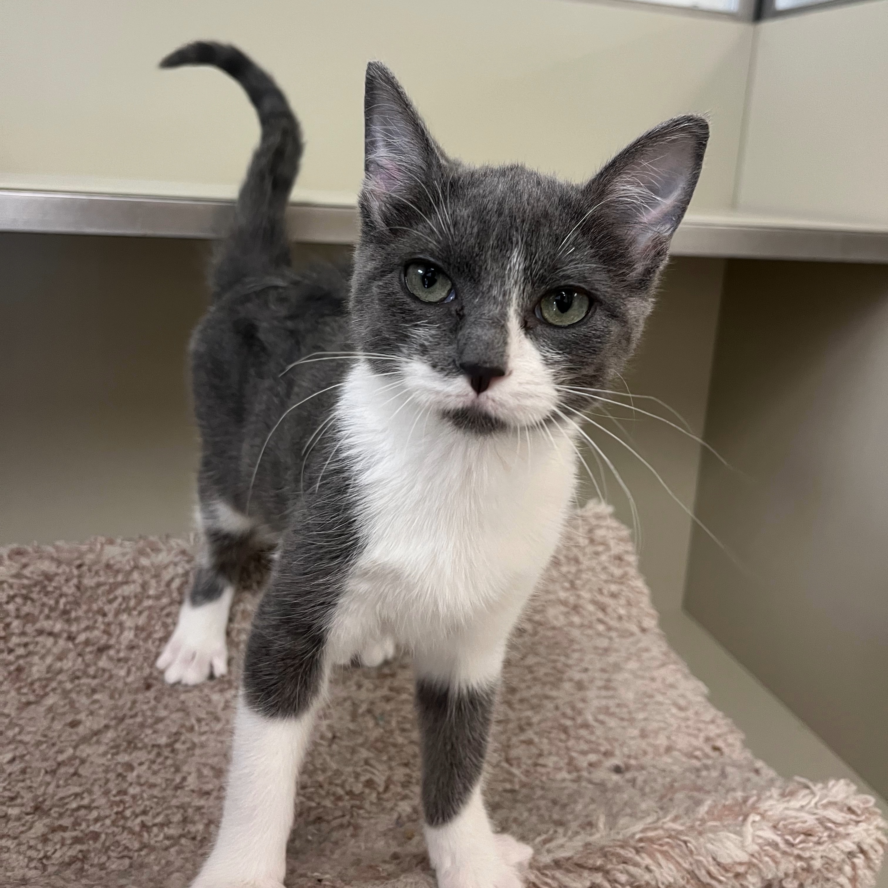 Sweet Amelia girl Freeman-Fritts Pet photo