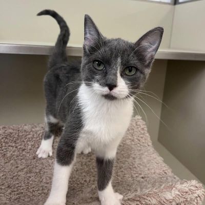 Sweet Amelia girl Freeman-Fritts Pet photo