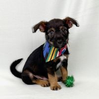 Why Sponsor A Pet? - Loving pet