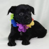 Why Sponsor A Pet? - Loving pet