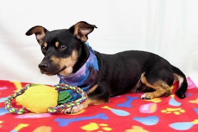 Prince Freeman-Fritts Pet photo