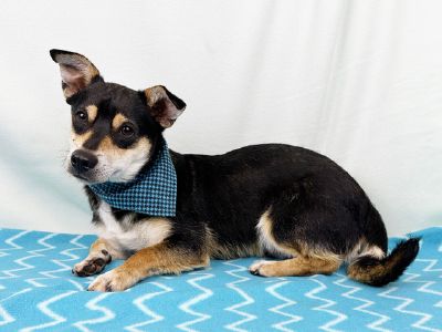 Blue bandanna boy Freeman-Fritts Pet photo