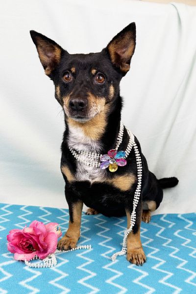 Princess deserves more than jewels Freeman-Fritts Pet photo