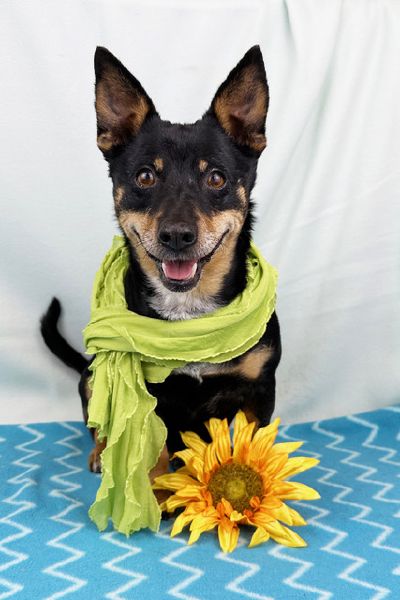 Flowers are perfect  Freeman-Fritts Pet photo