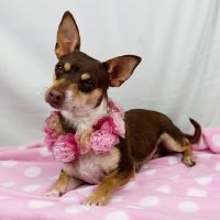 Why Sponsor A Pet? - Loving pet