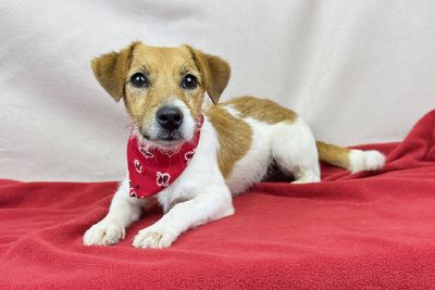 Good boy Freeman-Fritts Pet photo