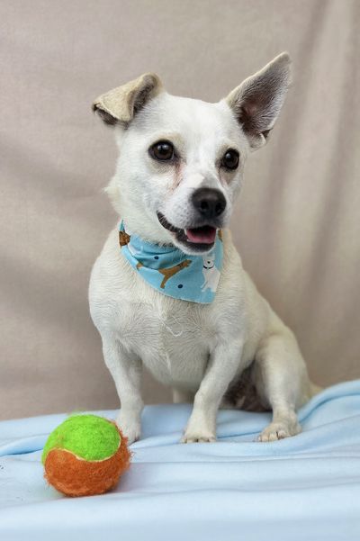 Paco2 Freeman-Fritts Pet photo