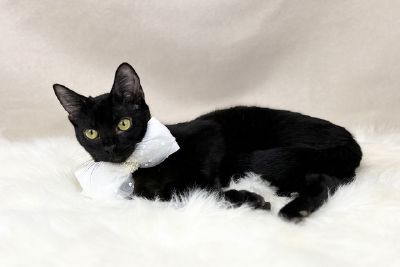 Sweetest girl Freeman-Fritts Pet photo