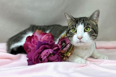 Beautiful kitty Freeman-Fritts Pet photo