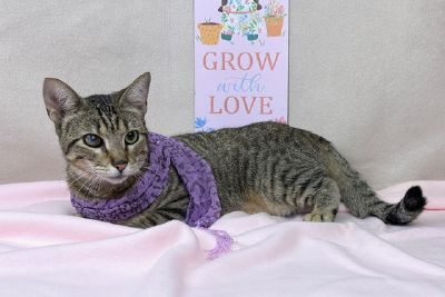 Purple Freeman-Fritts Pet photo