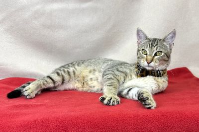 Cute boy Freeman-Fritts Pet photo