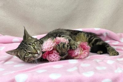 Pretty in pink Freeman-Fritts Pet photo