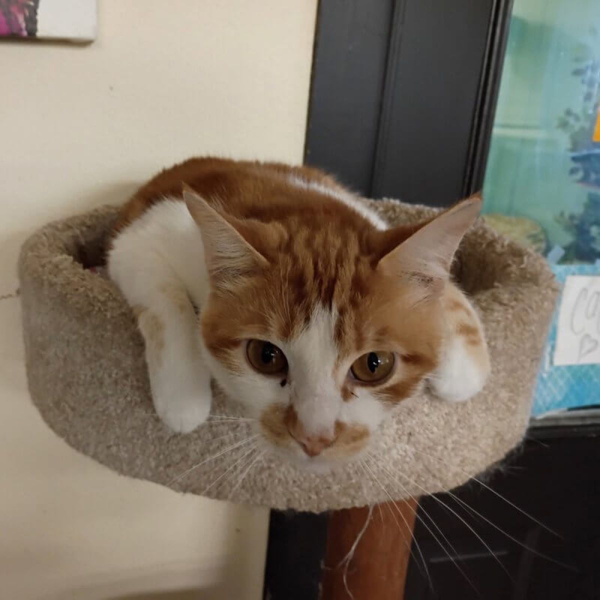 %!s(<nil>) Enzo Banner Background Image