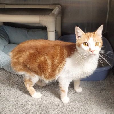 Perfect Manx nub Freeman-Fritts Pet photo