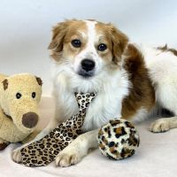 Why Sponsor A Pet? - Loving pet