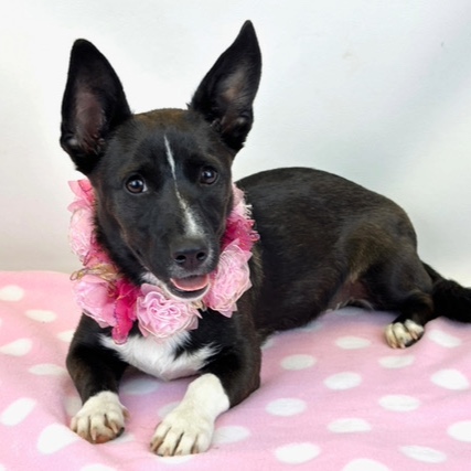 Shortstack the Corgi Mix Freeman-Fritts Pet photo