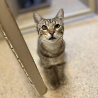 Why Sponsor A Pet? - Loving pet