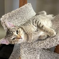 Why Sponsor A Pet? - Loving pet