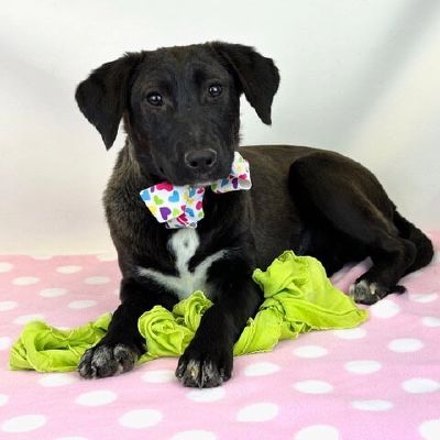 Pretty Luna Freeman-Fritts Pet photo