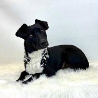 Why Sponsor A Pet? - Loving pet