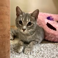 Why Sponsor A Pet? - Loving pet