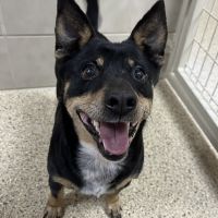 Why Sponsor A Pet? - Loving pet