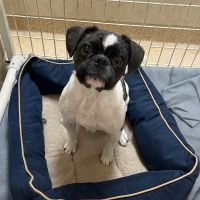 Why Sponsor A Pet? - Loving pet