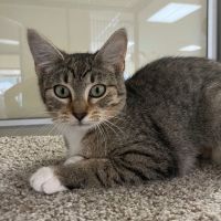 Why Sponsor A Pet? - Loving pet