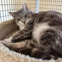 Why Sponsor A Pet? - Loving pet