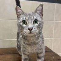 Why Sponsor A Pet? - Loving pet