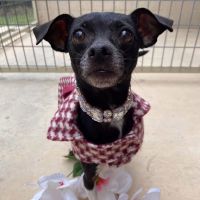 Why Sponsor A Pet? - Loving pet