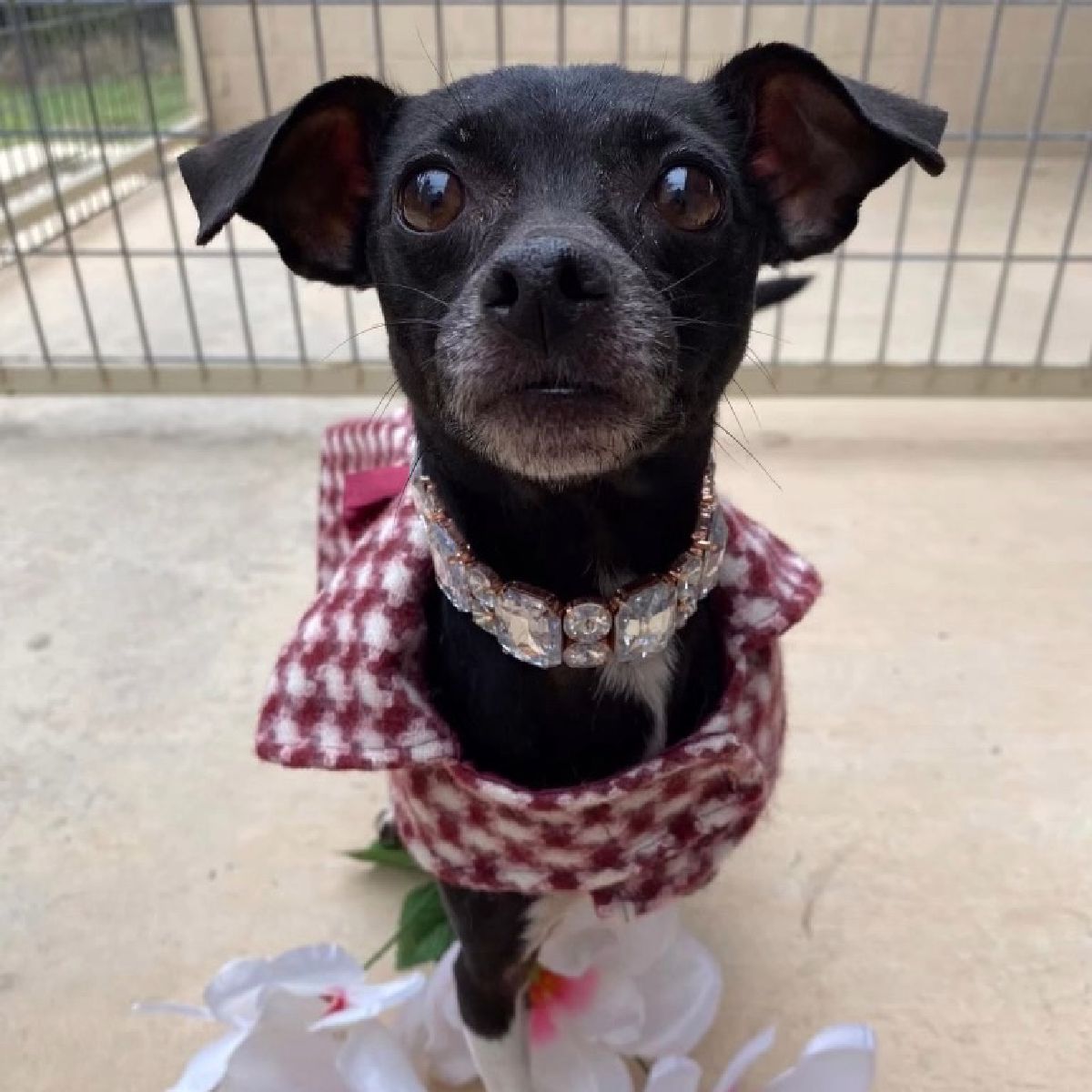 %!s(<nil>) Lovebug Banner Background Image